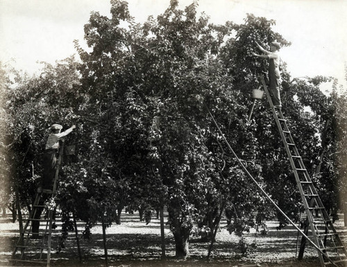 1930, Santa Clara County, Apple pickers on ladders