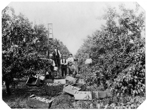 1900 Fruit pickers at the Abram Block Orchard