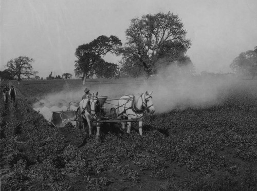 1910 Horse drawn crop sprayer