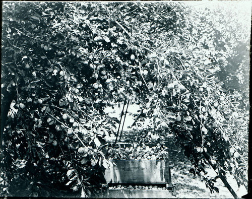 1900 Plums harvested