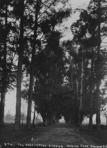 1900 Eucalyptus Avenue on the General Naglee Estate