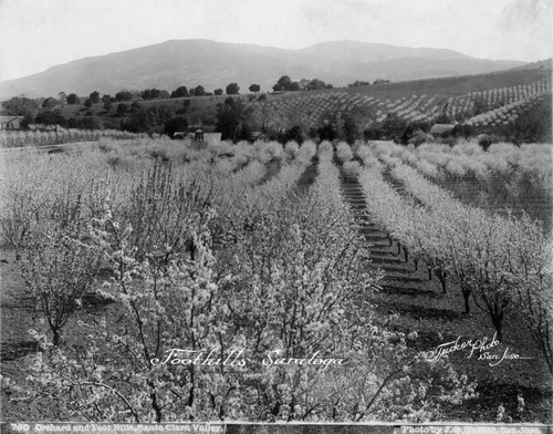 1900 Foothills of Saratoga