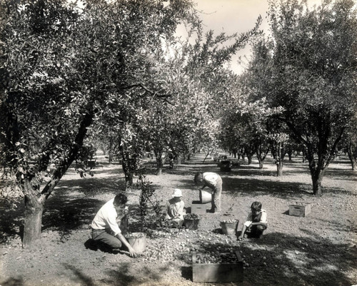 1936 prune harvest