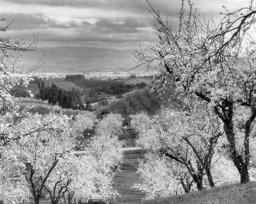 1925 Santa Clara County Orchards in bloom