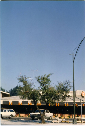 1966 Last old willow tree on The Alameda