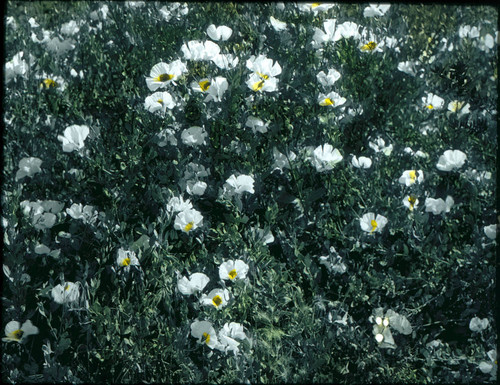 1900 Matillja Poppies