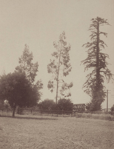 1900 El Palo Alto