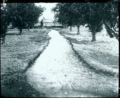 1900 Orchard Irrigation