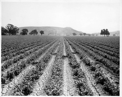 Row crops after harvest