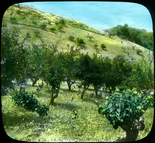 1900 Santa Clara County foothills