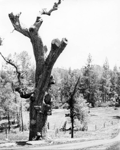 Hangman's tree, Tuolumne County