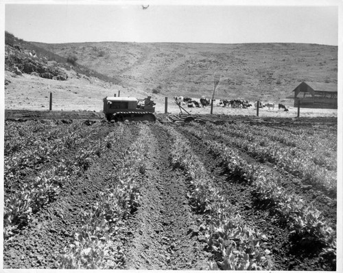 1930 Tractor turning over old crops