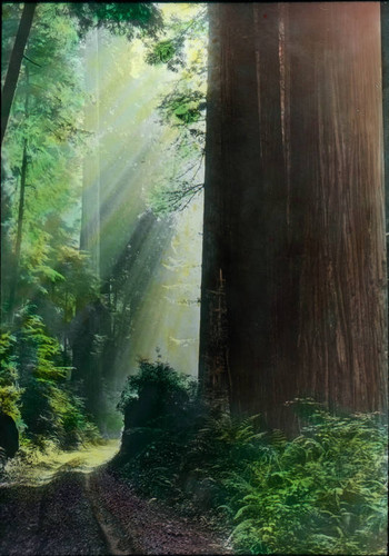 1918 Giant Redwoods