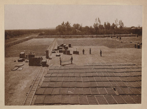 1910 Fruit drying at Dutard Ranch