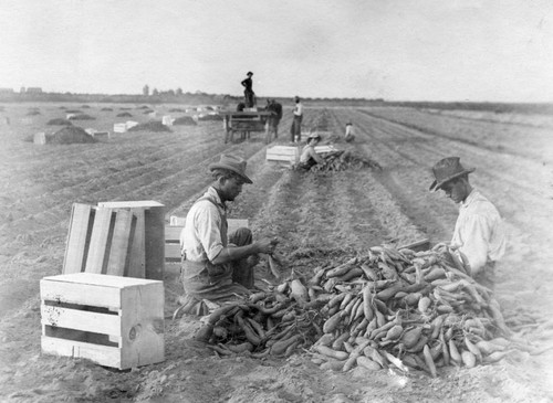 1913 Farm workers picking yams in Merced County