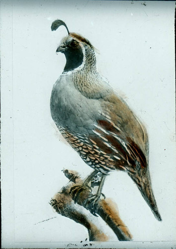 1900 California Quail