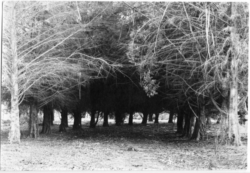 1902 Cypress trees in Naglee Park