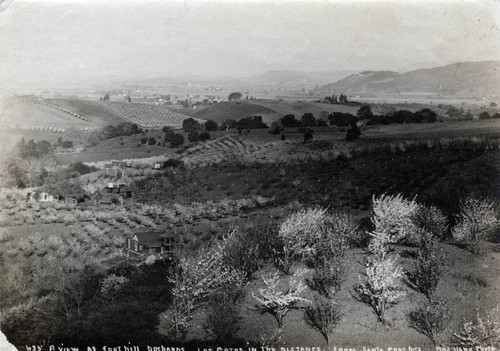 1900 Santa Clara County foothill orchards