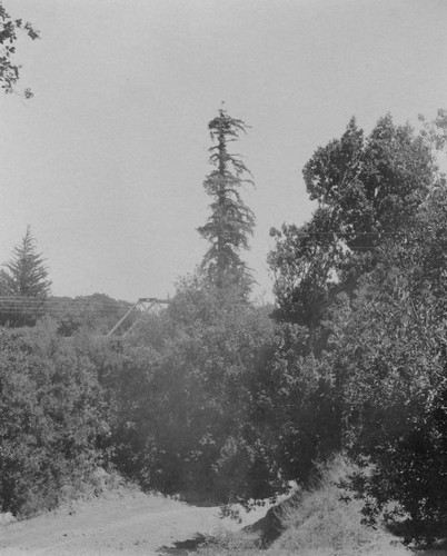 1897 tall tree at Palo Alto