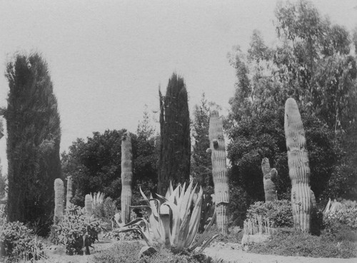 1897 Stanford University cactus garden