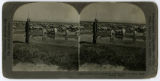 1913, Kern County, California, A shepard and flock