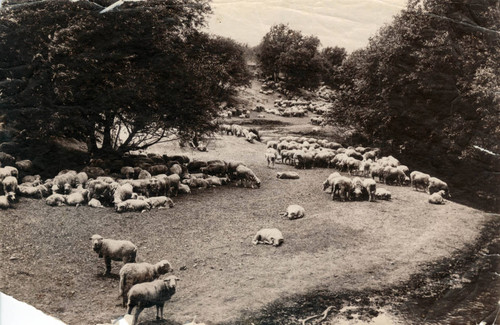 1900 Flock of sheep in the Santa Clara Valley foothills