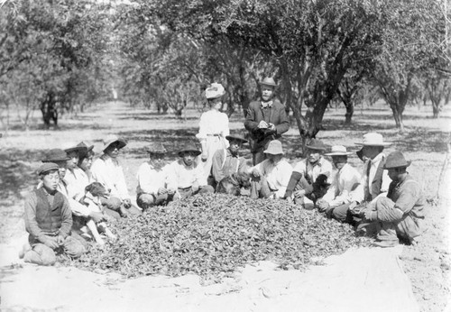 1900 Santa Clara Orchard workers with Tussock moth cocoons