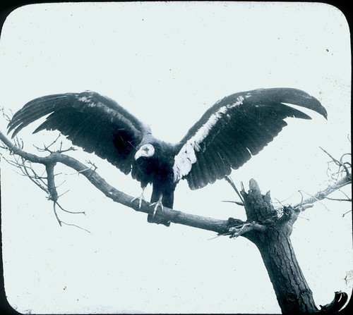 1900 California Condor