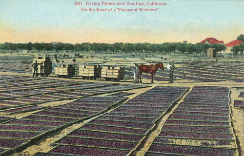 Postcard of drying prunes near San Jose, California