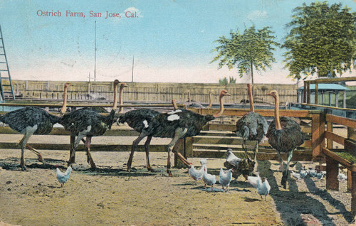 Postcard of the ostrich farm, San Jose, California