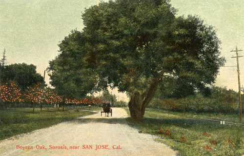 Boysen Oak at the Sorosis Orchard Company