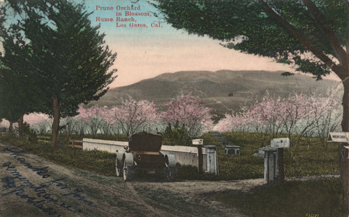 Prune orchard, Hume Ranch