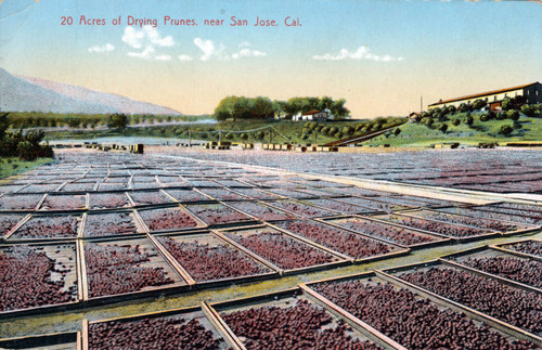 Twenty acres of drying prunes near San Jose, California