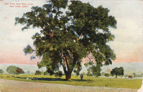 Postcard of an oak tree, near San Jose, California