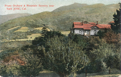 Postcard of prune orchard and mountain scenery near San Jose, California