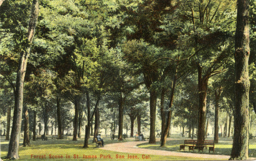 Forest Scene in St. James Park