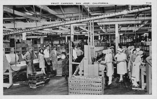 Postcard of fruit canning, San Jose, California