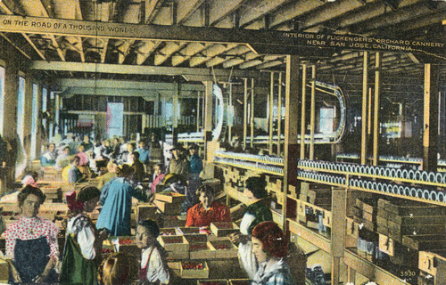 Postcard of the interior of Flickenger's Orchard Cannery near San Jose