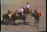 Bishop Mule Days
