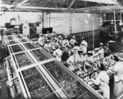 Shades of Folsom - Olive Cannery