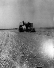 Shades of Oxnard - Threshing Beans