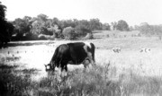 Shades of Folsom - Willow Springs Dairy