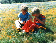 Shades of Kern County, Taft - Poppy Fields