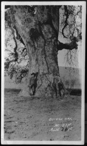 Shades of Yolo - Oak Tree