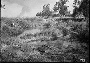 Bed of tules, salt grass, etc. sliding into tar 'lake' as a result of draining the latter. 3rd view. (RLB-173)
