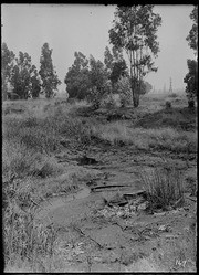 Bed of tules, salt-grass sliding into lake. (RLB-167)