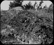 Bones in asphaltum on surface, RLB. (A.11360.95-1-13)