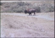 Buffalo on Catalina Island