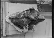 Bear skull (arctotherium). (RLB-0607)
