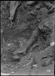 Pit 9. Elephant femur. (RLB-108)